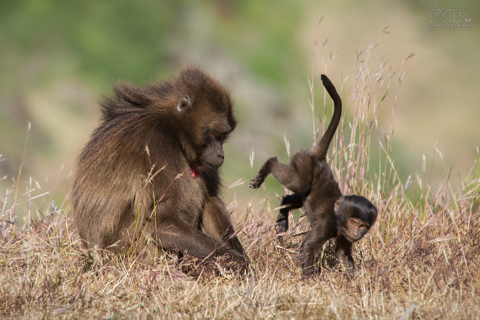 Hudad - Gelada baboon with baby The playful baby baboon with its mother. Stefan Cruysberghs